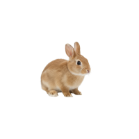 〜3kgまで 超小型ペットの目安