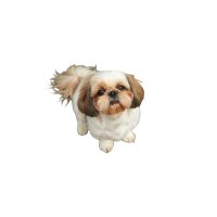 〜10kgまで 中型小柄・大型猫の目安