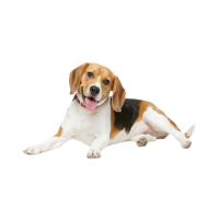 〜15kgまで 中型犬の目安