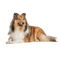 〜20kgまで 中〜大型犬の目安