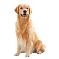 〜25kgまで 大型犬の目安