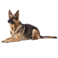 〜30kgまで 大柄な大型犬の目安