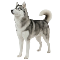 35kg以上 超大型犬の目安